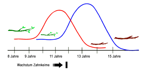 Wachstumskurve vom Kiefer